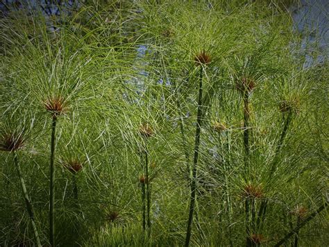 Cyperus Papyrus Papyrus Sedge Papirus