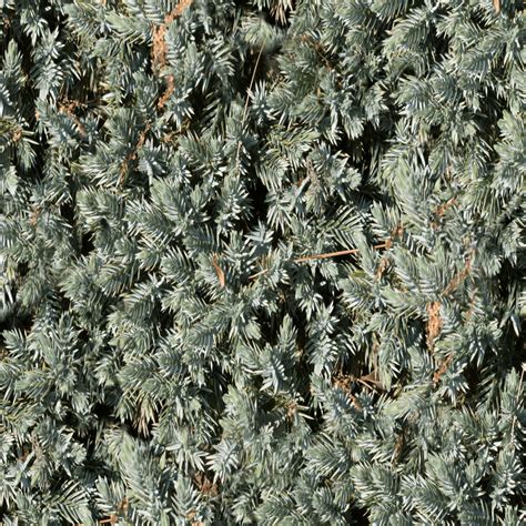 Ground Juniper – Pattern Crew