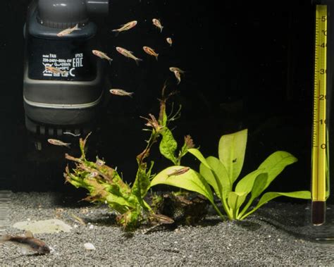 how to change an aquarium filter