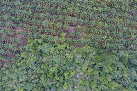Jambi Remajakan 153401 Hektare Kebun Sawit Antara News