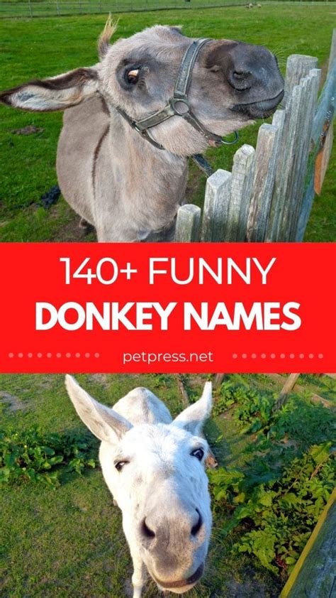 140+ Funny Donkey Names - Funny & Cute Names For A Pet Donkey