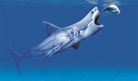 Megalodon Wallpaper HD - WallpaperSafari