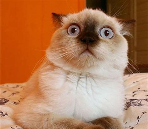 Surprised Cats Animals