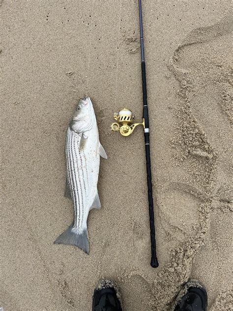 Betty and Nicks Bait and Tackle Fishing Club | Vintage gold VS getting