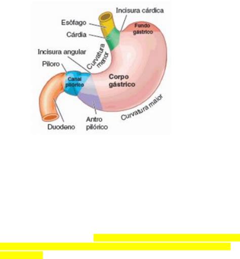 ESTOMAGO - ANATOMIA, HISTOLOGIA E FISIOLOGIA - Sistema Digestório