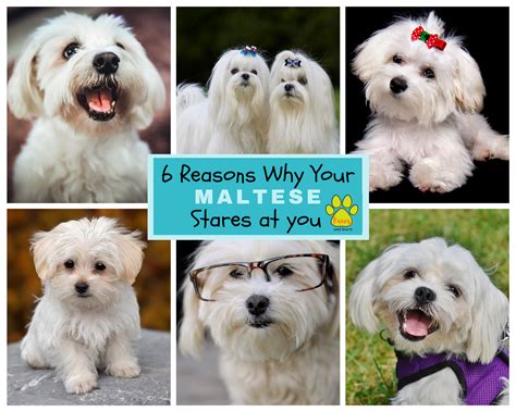 6 Reasons Why Your Maltese Stares At You – Paws and Learn
