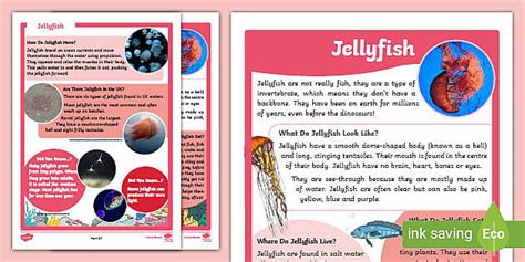 KS1 Jellyfish Fact File Teacher Made Twinkl