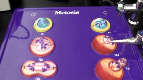 Mitosis Lab 11 Youtube