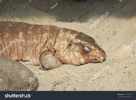 Tupinambis Rufescens Commonly Known Red Tegu Stock Photo 657729565