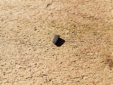 What Does Squirrel Poop Look Like: Identification & Pictures