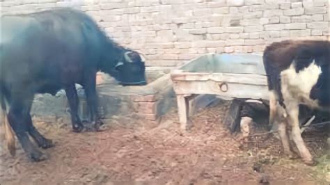 Gay Bhains Ki Chara Khane Ki Routine Janwar Ghas Vagaira Khane Ka Tarika Village Panga