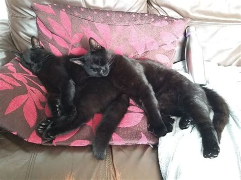 Raystede Centre For Animal Welfare On Linkedin We Are Delighted To