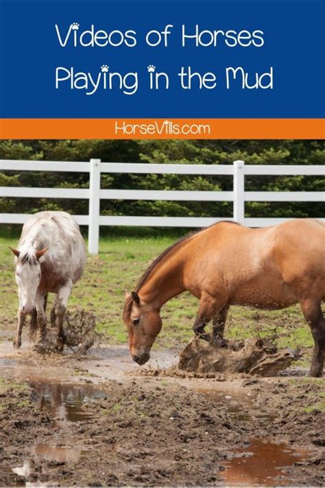 Why Your Horse Playing in the Mud is Magical! [Fun Videos]