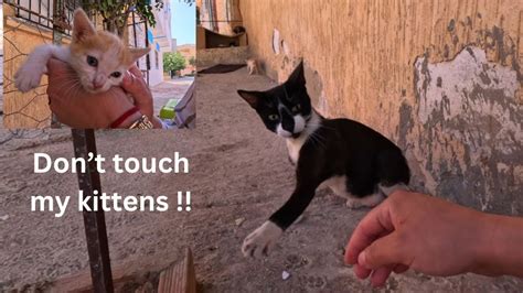 Black Nosed Mama Cat Talks To Her Kittens To Get Them Back So She Can