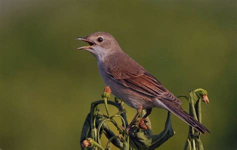 Кропив'янка сіра (Sylvia communis, серая славка) | Bird, Animals