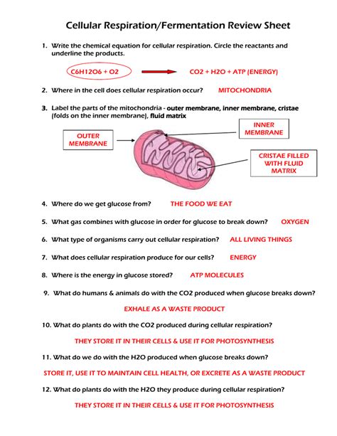 Biology Cellular Respiration Worksheet Printable Word Searches