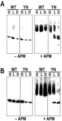 Thio-modification of uridine in cy-tRNA UUU Lys2 and cytRNA UUC Glu3 is