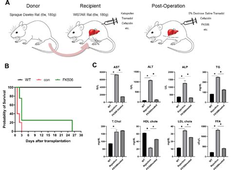 Tacrolimus Attenuates Liver Allograft Rejection In Rats A Orthotopic