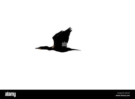 Black Bird Flying 