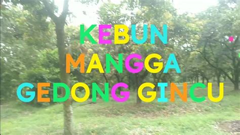 KEBUN MANGGA GEDONG GINCU WARISAN LELUHUR YouTube