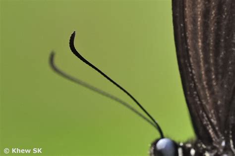 Butterflies of Singapore: The Butterfly Antennae