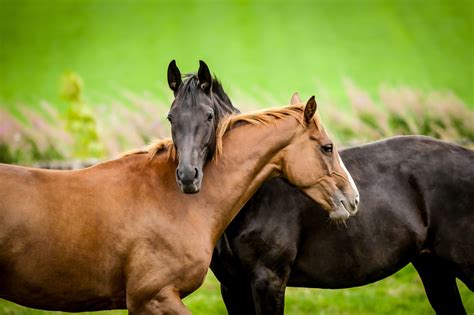 Tips for Splitting Up Inseparable Horse Buddies