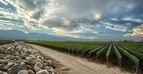 La bodega argentina Zuccardi fue elegida como el mejor viñedo del mundo