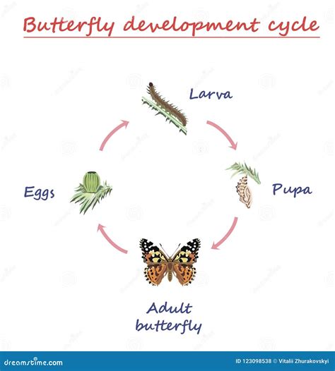 Butterfly Life Cycle Egg Larva at Lillian Huang blog
