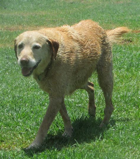 Oakey Pet Oasis - Sweet Old Girl Ava