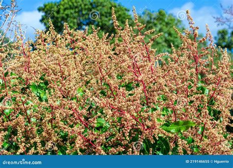 Mango Tree Flowers Manera Indica Davie Florida Usa Stock Image
