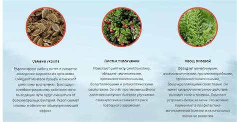 «URINARY MERIDIAN» (Уринари Меридиан) – инструкция по применению, цена ...