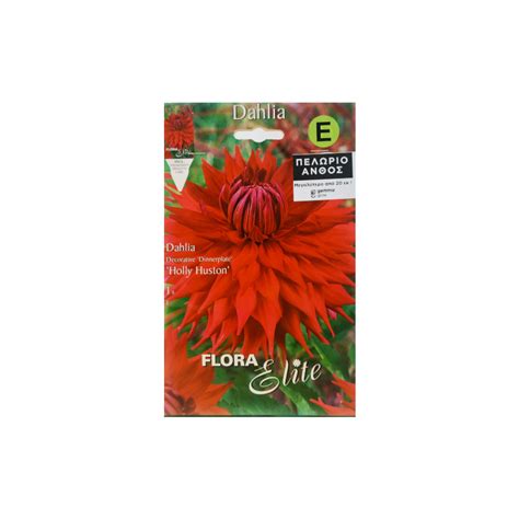 Dahlia Holly Huston Bulbs ΓΕΩΠΟΝΙΚΟ ΚΕΝΤΡΟ ΠΟΝΤΙΚΗ