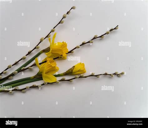 Signs Of Early Spring Bright Yellow Daffodils And Pussy Willow