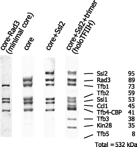 Subunit Architecture Of General Transcription Factor Tfiih Pnas