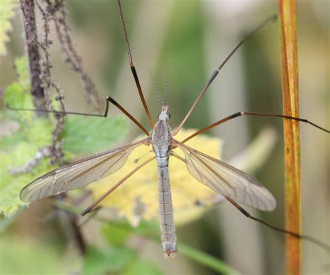 Tipula Paludosa NatureSpot