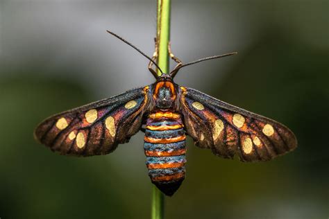beginners guide  stunning macro insect photography damith