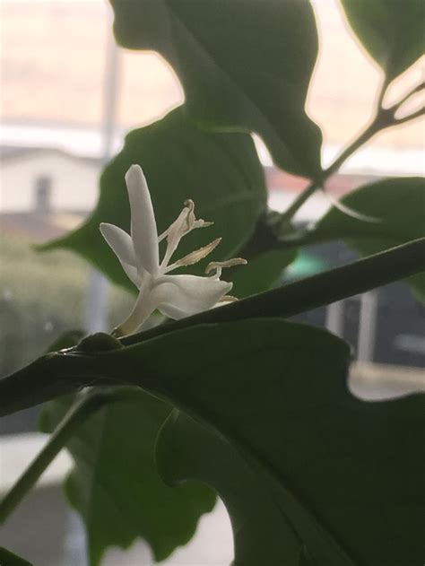 Кофе из зерен - ОБСУЖДАЕМ... - Сад и огород на подоконнике - Форум на ...