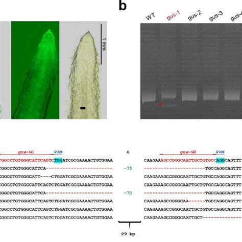 Targeted Editing Of Gus Gene In Soybean Transgenic Hairy Roots A