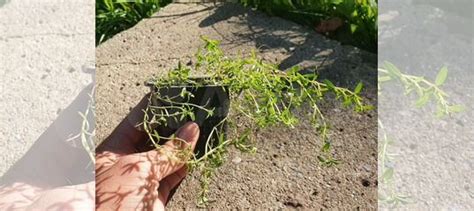 Тимьян лимоннопахнущий купить в Москве | Товары для дома и дачи | Авито