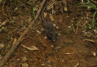 Researchers Identify 14 New Shrew Species | The Scientist Magazine®