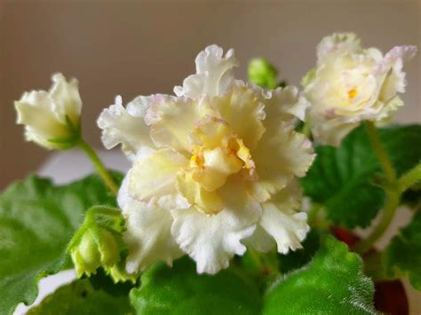 Фиалка жёлтая (76 фото)