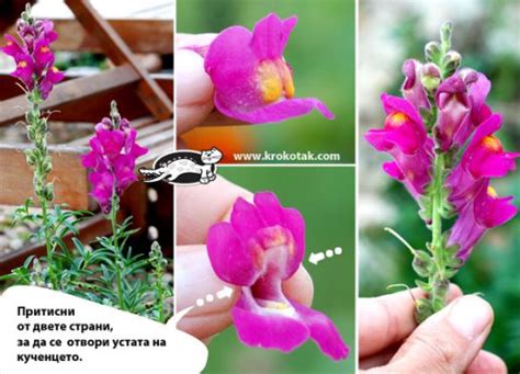 крокотак | ИГРА с цвете кученце