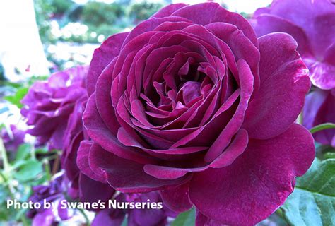 Twilight Zone ~ Rose Society Of South Australia