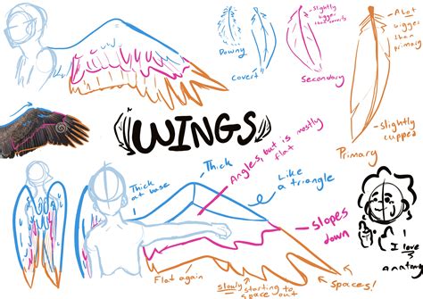Wing Anatomy