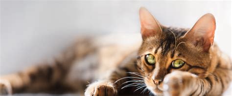 2025 Spring into Feline Medicine - catvets.com