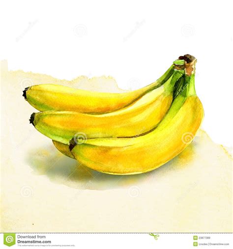 Illustration About Group Of Banana Watercolor Painting On White