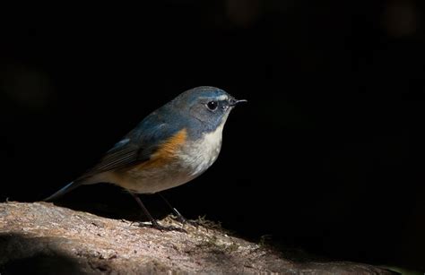 red flanked bluetail  photo  pixabay pixabay