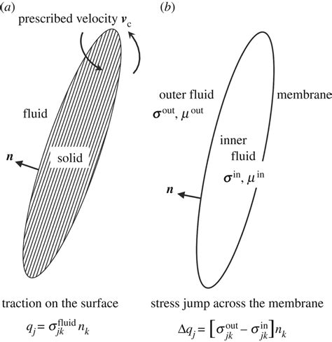 Schematics of the modelling of motile cilia and immotile cilia. (a) A ...