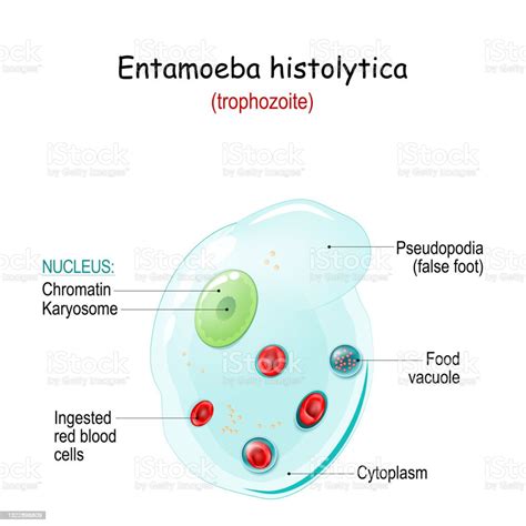 Entamoeba Histolytica Anatomy Of Trophozoite Stock Illustration Download Image Now Amebiasis