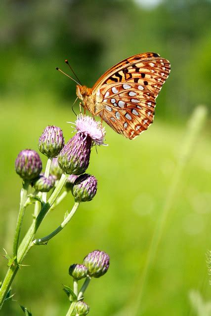 Butterfly Insect Flowers Free Photo On Pixabay Pixabay